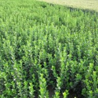 河北深州北四王低價供應(yīng)綠化工程苗，女貞，衛(wèi)矛，大葉小葉黃楊