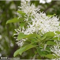 流蘇苗價格 流蘇苗品種
