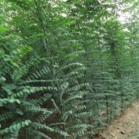 出售各種規(guī)格國(guó)槐樹苗 國(guó)槐小苗