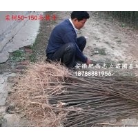 安徽 欒樹小苗500萬棵供應(yīng)商