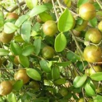 供應(yīng)廣西融水一年生高油豐產(chǎn)型軟枝油茶嫁接苗