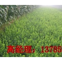 河北省深州市北四王苗木基地