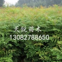 山東北欒小苗，北京欒樹(shù)，北欒苗，山東北欒苗