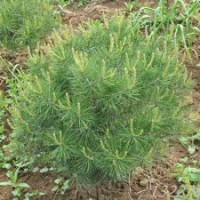 碧林苗木有限公司長(zhǎng)期提供大量?jī)?yōu)質(zhì)白皮松