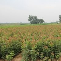 供應(yīng)五角楓、復(fù)葉槭、白皮松、刺槐、白榆小苗