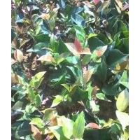 便于處理竹柏/天竹桂/桂花各種規(guī)格