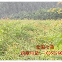 供應(yīng)0.8米 1米 1.5米北欒苗 北欒價(jià)格 哪里北欒最便宜