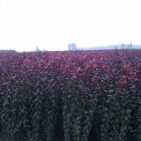 專賣紅葉李路離專用苗