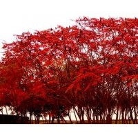 河北哪里火炬樹最便宜