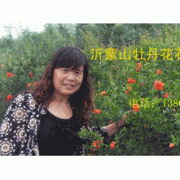 提供接穗，紅葉櫻花，大櫻桃，紅肉蘋果，皇家雨點(diǎn)，白蘭地，紫色