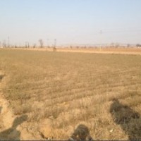 大量出售2014年一年生優(yōu)質(zhì)檸條(錦雞兒）苗