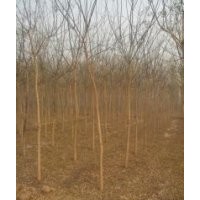 1---10公分國槐，各種規(guī)格柳樹、榆樹，量大