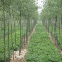 出售自家種植竹柳