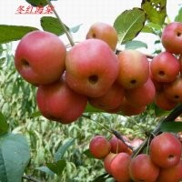 1,2,3,4,5,6,7年長壽果苗，長壽果盆景苗。