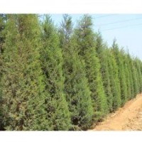 2014年度虧本甩賣(mài)、自己的苗木！蜀檜,龍柏 ,高桿女貞