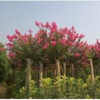 紫薇小苗2-7cm正在低價熱銷中，價格面議。