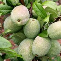 沂州木瓜苗最新報(bào)價(jià)，木瓜苗品種，木瓜苗圖片，木瓜海棠苗批發(fā)。