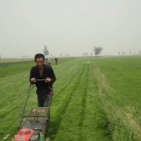 高羊茅草坪價(jià)格