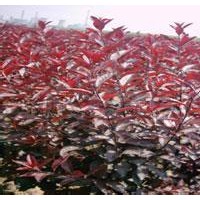 山西紫葉矮櫻苗圃廉價(jià)提供