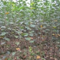 綠化苗木西府海棠價(jià)格