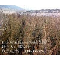 2015年處理薯塊 蜀檜