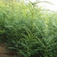 國槐小苗河北國槐小苗