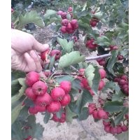 山楂苗價格 供應(yīng)批發(fā)山東泰安的大金星大五棱敞口錦球山楂樹苗