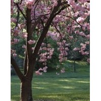 3公分櫻花樹苗價格 供應(yīng)規(guī)格齊全櫻花苗 優(yōu)質(zhì)綠化苗