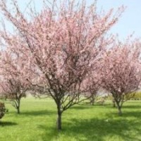 基地長期供應(yīng)4公分速生櫻花苗 大量供應(yīng)園林景觀櫻花苗 櫻花樹苗