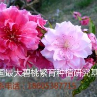 供應碧桃 二色碧桃