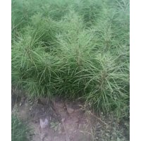 山西【白皮松苗】 優(yōu)質(zhì)精品【白皮松苗】