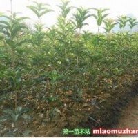 精品《桂花、高干女貞》