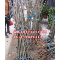 廣西桂林 板栗苗 板栗樹(shù)苗批發(fā) 果樹(shù)苗 板栗小苗