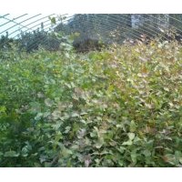 鄧恩桉小苗，耐寒桉，價格0.49元