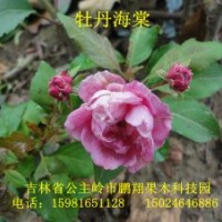 金葉榆，海棠苗，果樹苗，李子苗