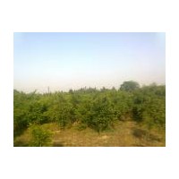 地徑2--4公分紅豆杉、羅漢松、竹柏、紅豆杉小苗