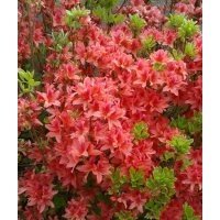 映山紅、金邊黃楊、紅葉石楠，大量出售