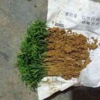 供應桂林陽朔白沙鎮(zhèn)紅豆杉小苗