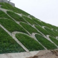 紫穗槐產(chǎn)品展示