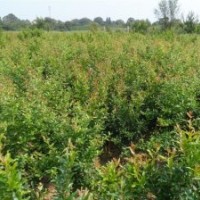 供應(yīng) 石榴苗 . 山杏. 女貞. 黃楊.冬青