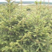 出售自家產(chǎn)云杉 柳樹