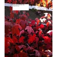 遼寧美國(guó)紅楓