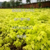 金葉復(fù)葉槭，五角楓，紫葉稠李，紅葉李，金葉榆，梧桐，王族海棠