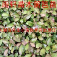 優(yōu)質(zhì)火棘小苗大量供應(yīng)火棘苗供應(yīng)商大量供應(yīng)當(dāng)年生小苗