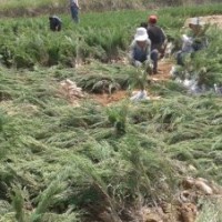 沙地柏（臭柏） 四季玫瑰 榆葉梅 側(cè)柏 樟子松