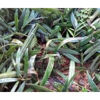 銀杉小苗 自家農(nóng)民扦插栽種