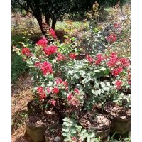 美國(guó)紅火箭紫薇