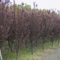 供應(yīng)紅葉李大葉女貞紫薇桂花烏桕香樟石楠廣玉蘭垂