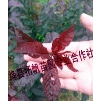 供應(yīng)紫葉矮櫻小苗、紫葉矮櫻小苗價格、紫葉矮櫻種植基地