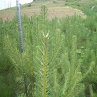 出售樟子松油松云杉